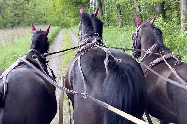 Dreispänner – vom Kutschbock aus