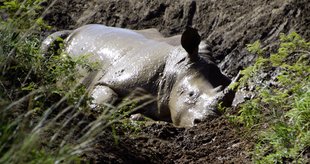 Nashorn wälzt sich genüsslich im Schlamm