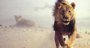 Hluhluwe-iMfolozi Nationalpark