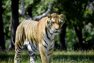 Tiger im Safari-Park Pombia