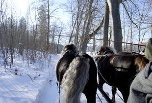 Schwarzwälder