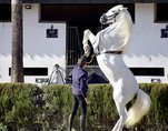 Hohe Schule in Portugal