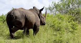 Nashorn läuft schwungsvoll im Gelände