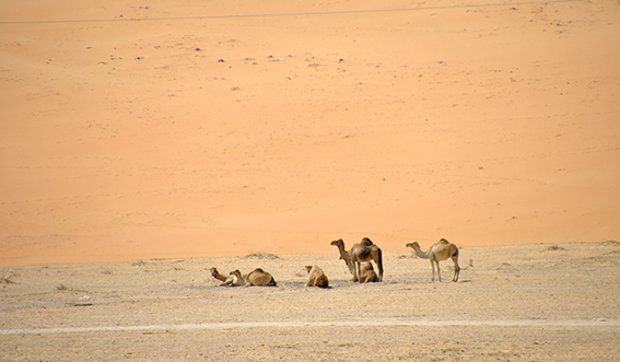 Kamele in Jordanien Wüste (Wadi Rum)