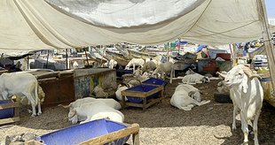 Gambia Vieh- und Schafmarkt