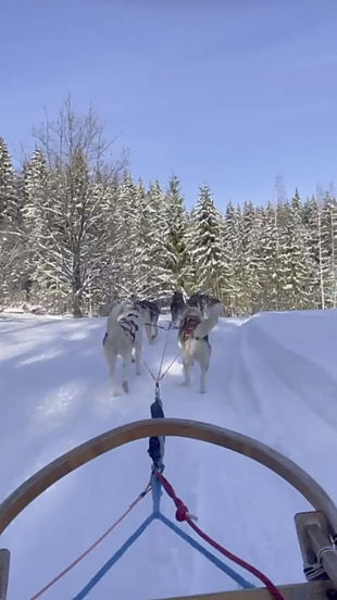 Schnelle Schlittenfahrt mit Huskies Schnelle Schlittenfahrt mit Huskies