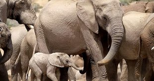 Addo Elephant National Park