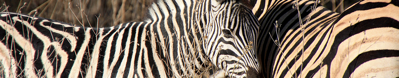 Zebras in Südafrika