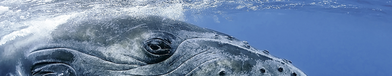 Begegnung mit Wal unter Wasser
